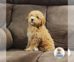 Small #2 Poodle (Miniature)