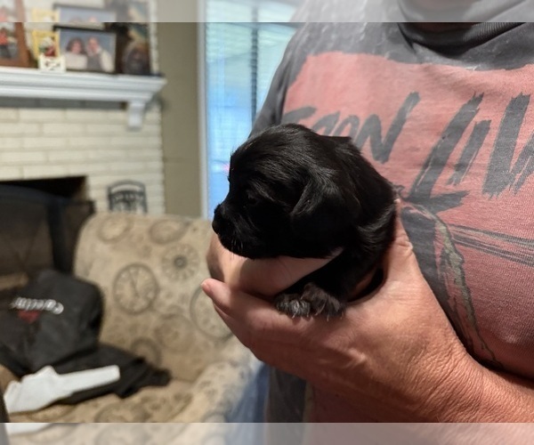 Medium Photo #3 Schweenie Puppy For Sale in DOTHAN, AL, USA