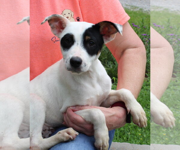 Medium Photo #2 Labrador Retriever-Unknown Mix Puppy For Sale in Prattville, AL, USA