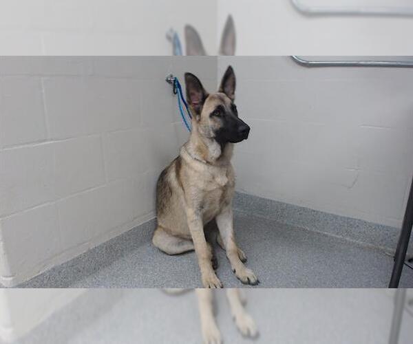 Medium Photo #1 German Shepherd Dog-Unknown Mix Puppy For Sale in Pasadena, TX, USA