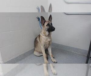 German Shepherd Dog-Unknown Mix Dogs for adoption in Pasadena, TX, USA