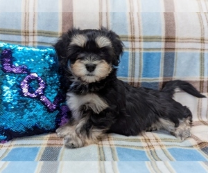 Havanese Puppy for Sale in POST FALLS, Idaho USA