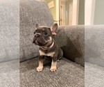 Puppy Pebbles French Bulldog