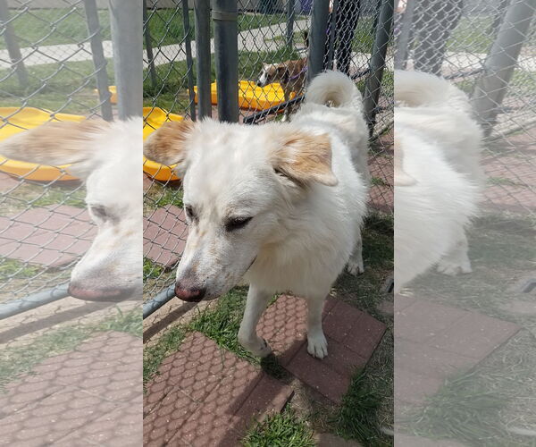 Medium Photo #3 Great Pyrenees-Unknown Mix Puppy For Sale in Houston, TX, USA