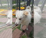 Small #2 Great Pyrenees Mix