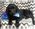 Small Photo #6 Labrador Retriever Puppy For Sale in EAST EARL, PA, USA
