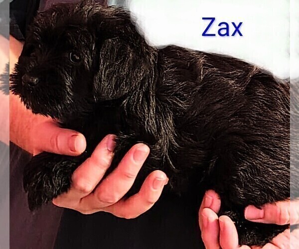 Medium Photo #4 Schnauzer (Miniature) Puppy For Sale in ENID, OK, USA