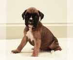 Puppy 8 Boxer