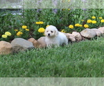Small #4 Bichon Frise