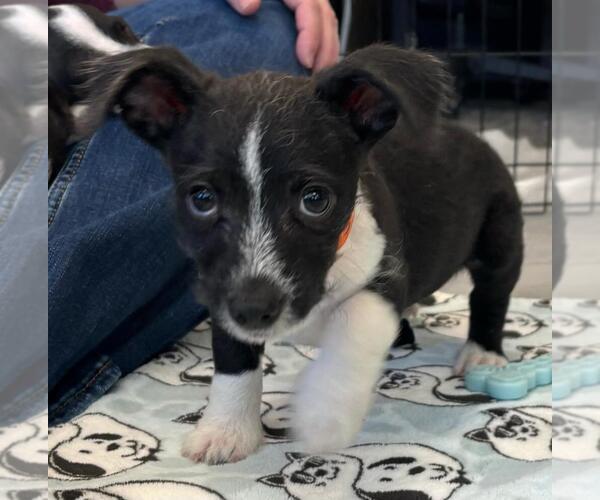 Medium Photo #4 Chihuahua-Unknown Mix Puppy For Sale in Lakewood, CO, USA