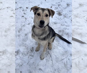 Nikolai - Male Mutt Dog for Adoption - Photo #6