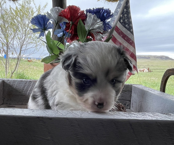 Medium Photo #5 Miniature Australian Shepherd Puppy For Sale in LARKSPUR, CO, USA