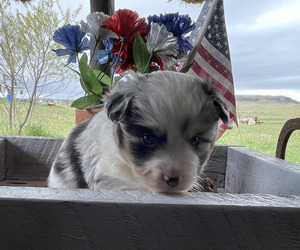 Medium Miniature Australian Shepherd