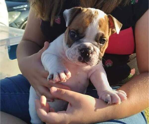Medium Photo #2 Bulldog Puppy For Sale in SMYRNA, SC, USA