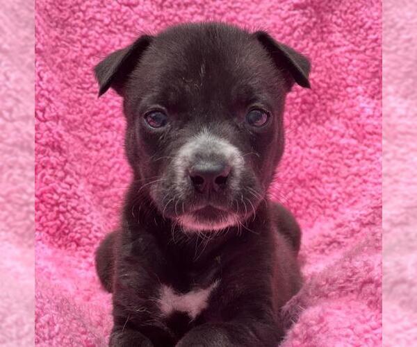 Medium Photo #1 Labrador Retriever-Unknown Mix Puppy For Sale in San Diego, CA, USA