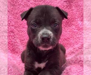 Labrador Retriever-Unknown Mix Dogs for adoption in San Diego, CA, USA