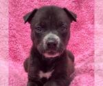 Small Labrador Retriever Mix
