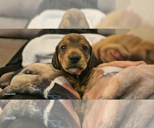 Dachshund Puppy for sale in DELTONA, FL, USA