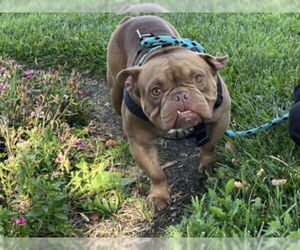 American Staffordshire Terrier-Bulldog Mix Dogs for adoption in Rancho Cucamonga, CA, USA