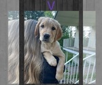 Puppy Violet Golden Retriever