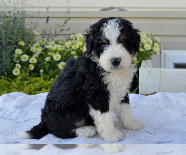 Medium Photo #8 Bernedoodle (Miniature) Puppy For Sale in PARADISE, PA, USA