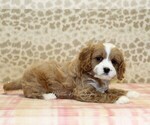 Small #2 Cavapoo
