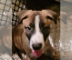 Puppy 2 German Shepherd Dog-Malinois Mix