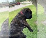 Puppy Red collar Cane Corso