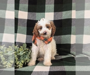 Cavapoo Puppy for sale in GLEN ROCK, PA, USA