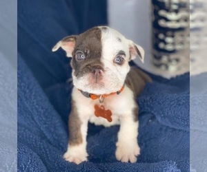 English Bulldog Puppy for sale in COVINGTON, GA, USA
