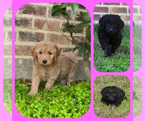 Goldendoodle Puppy for sale in ALBANY, LA, USA
