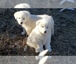 Small Photo #6 Great Pyrenees Puppy For Sale in TWIN FALLS, ID, USA