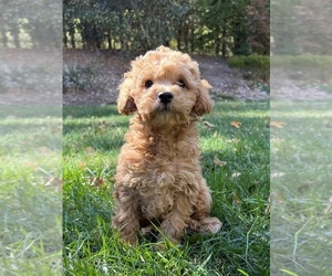 Cockapoo Puppy for sale in FORT MILL, SC, USA