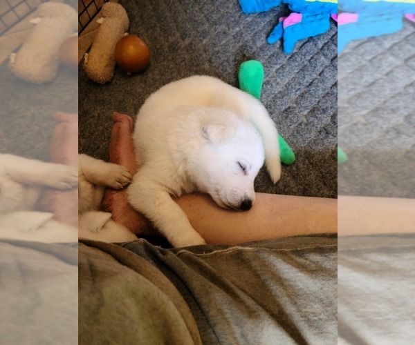 Medium Photo #22 German Shepherd Dog Puppy For Sale in CECILIA, KY, USA
