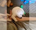 Small Photo #22 German Shepherd Dog Puppy For Sale in CECILIA, KY, USA