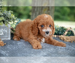 Small Photo #9 Cavapoo Puppy For Sale in NEW CONCORD, OH, USA