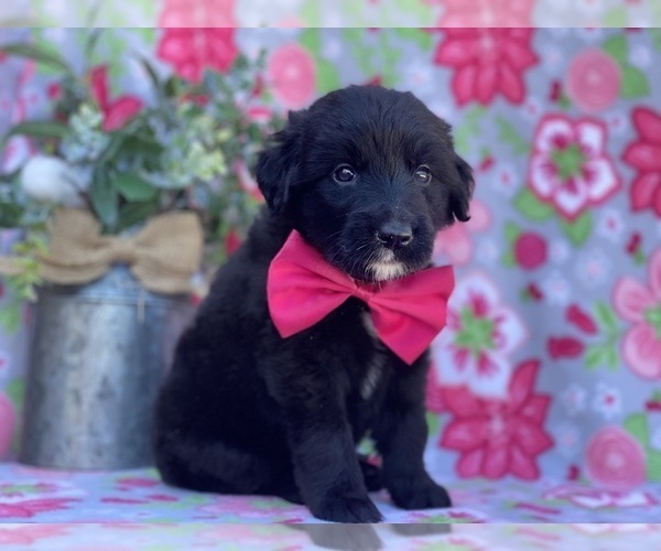 Medium Photo #4 Border Collie-Golden Retriever Mix Puppy For Sale in LANCASTER, PA, USA