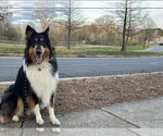 Small #3 Collie
