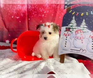 Morkie Puppy for sale in KINSTON, NC, USA