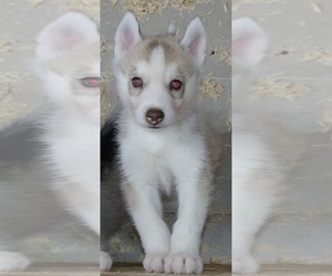 Siberian Husky Puppy for sale in HEPPNER, OR, USA