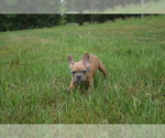 Image preview for Ad Listing. Nickname: Blue fawn