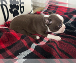 Small #2 Boston Terrier