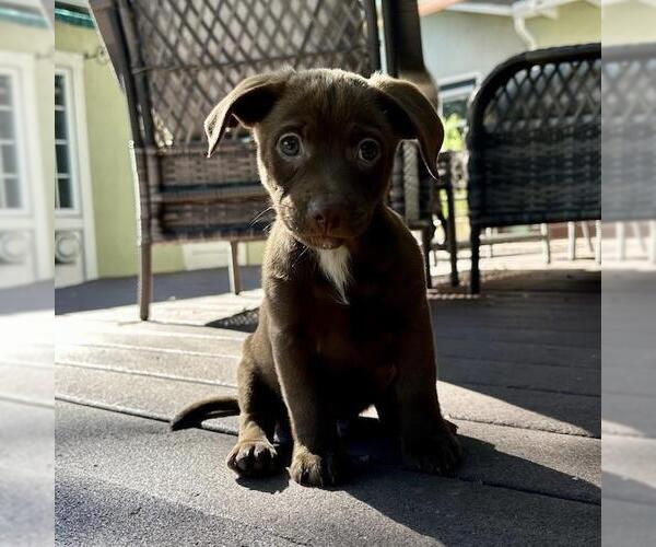 Medium Photo #7 Colonial Cocker Spaniel-Unknown Mix Puppy For Sale in San Diego, CA, USA