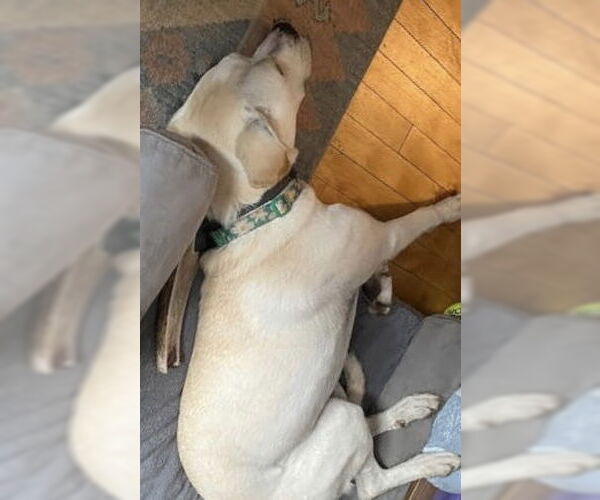 Medium Photo #30 Boxador Puppy For Sale in Princeton, MN, USA