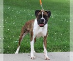 Small Photo #2 Boxer Puppy For Sale in FREDERICKSBG, OH, USA