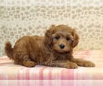 Small #1 Cavapoo