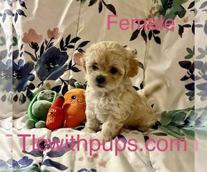 ShihPoo Dogs for adoption in Colton, CA, USA
