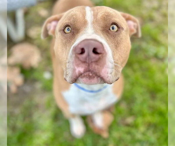 Medium Photo #1 Mutt Puppy For Sale in Riverside, CA, USA