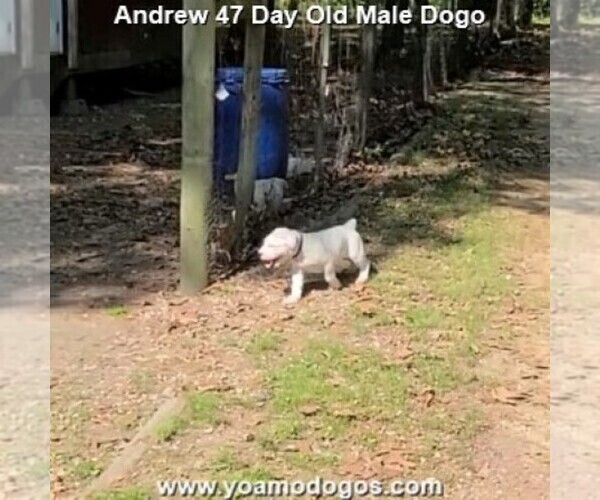 Medium Photo #78 Dogo Argentino Puppy For Sale in JANE, MO, USA