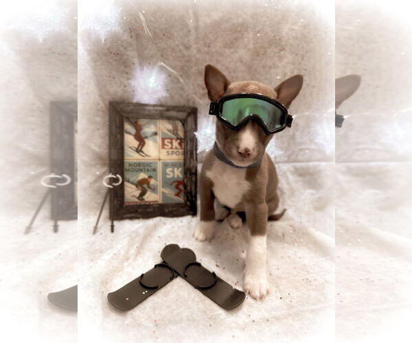 Medium Photo #5 Mutt Puppy For Sale in New London, WI, USA